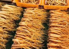 Fresh ginseng stick for sell